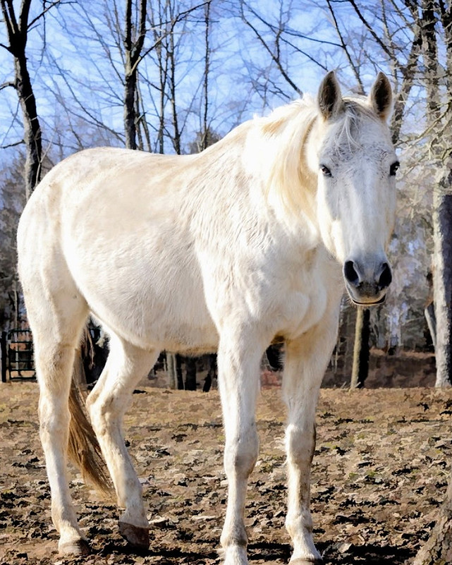 White horse standing in a wooded area