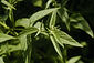 1024px-P_glomerata-costapppr.jpg