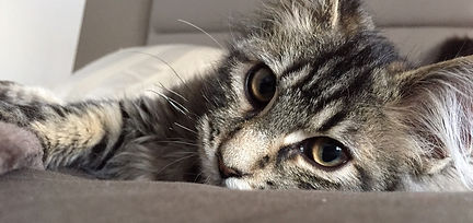 Moment de détente au soleil pour un chat dans la partie extérieure privative de son enclos de pension.