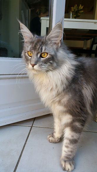La femelle Maine Coon Lili de Chastre prête à se coucher.