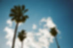 Palm trees against a blue sky with clouds