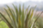 Santaverde_Aloe_Plant_2.jpg