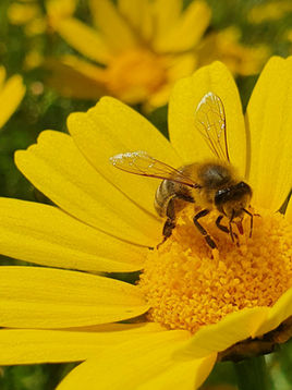 Shouting Honeybees & Coffee - January 2026