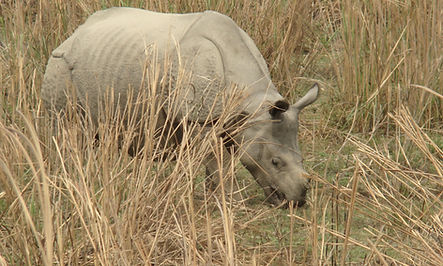 Kaziranga (10).JPG