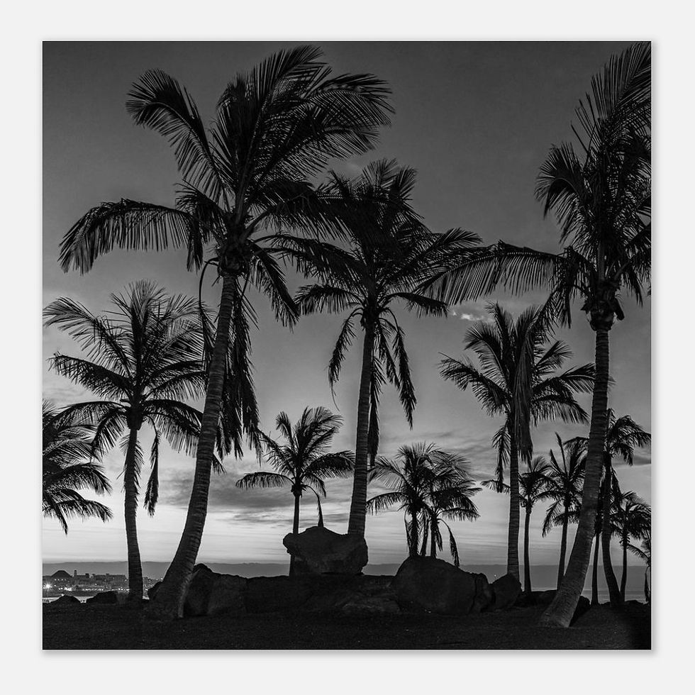 Thumbnail: Palm Trees Sunrise (Black & White) - Photographic Print