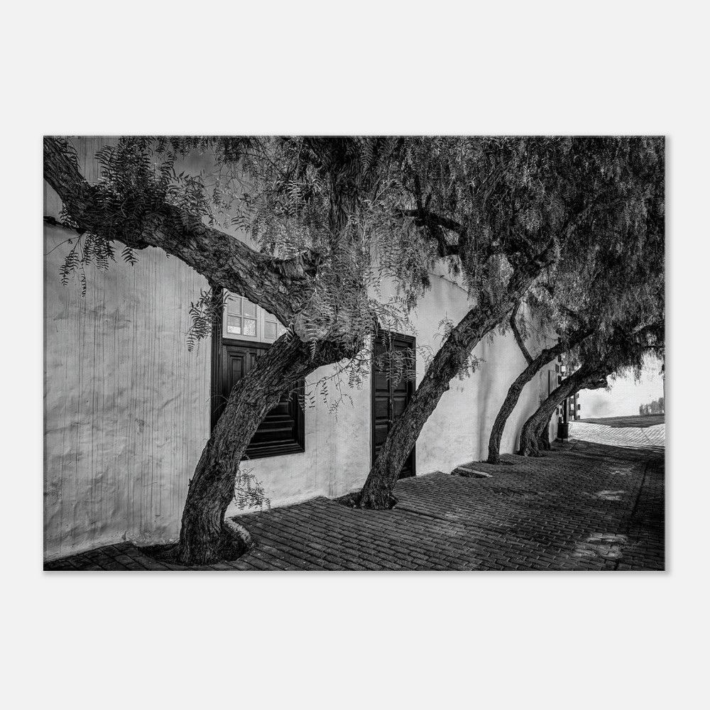 Trees in Teguise - Photographic Canvas