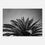 Thumbnail: Palm Fronds - Photographic Canvas