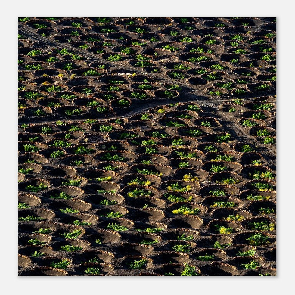 Thumbnail: La Geria Wine Crops - Photographic Print
