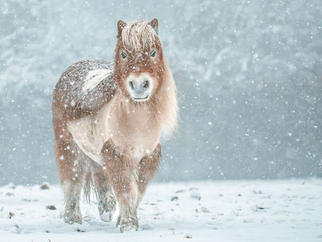 Munchkins Winter Newsletter 2025