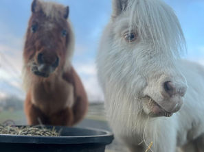 Tim's Daily Diaries 6/1/2026