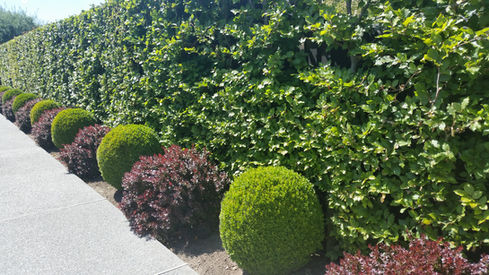 20170211_121155 (1).jpg