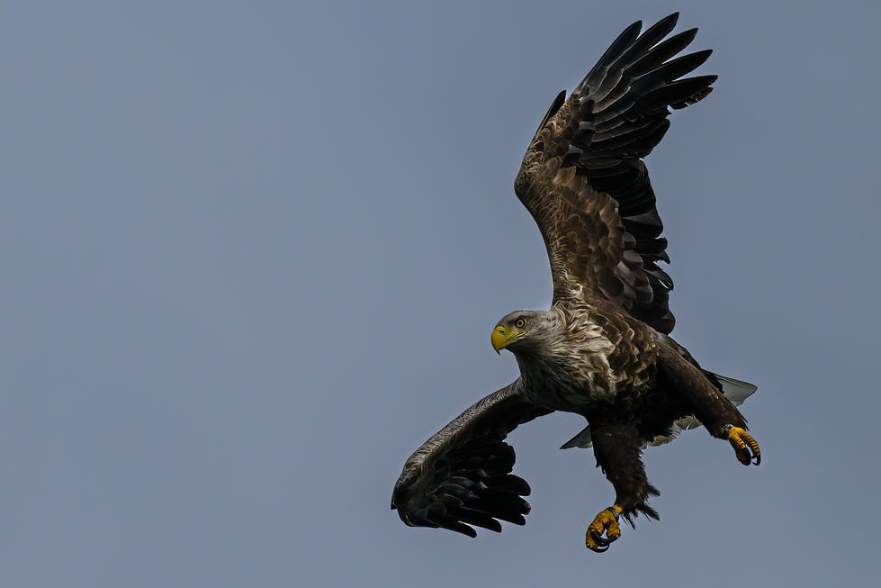 Eagle_DSC3412-2