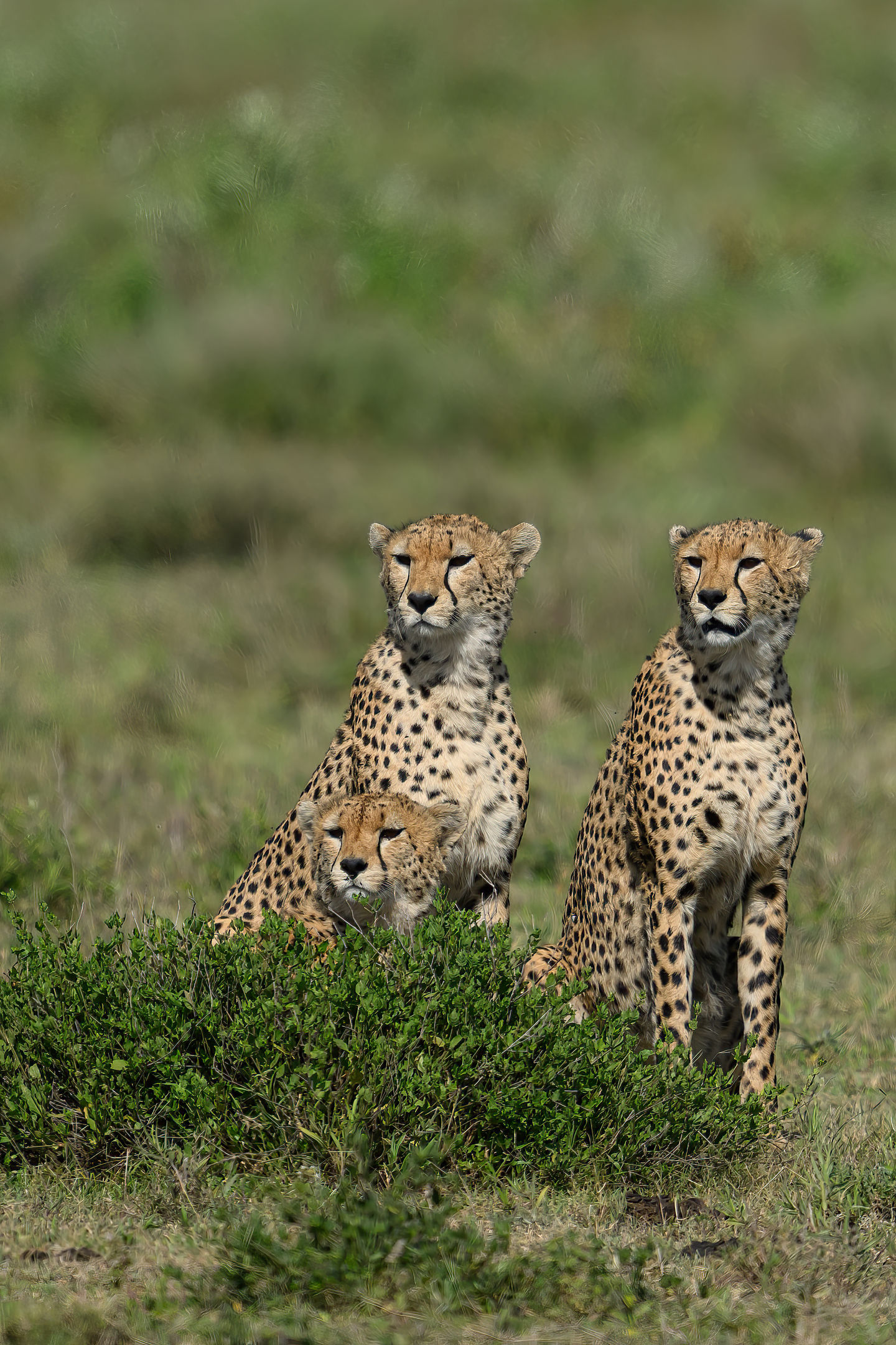 Cheetahs_DSC5229
