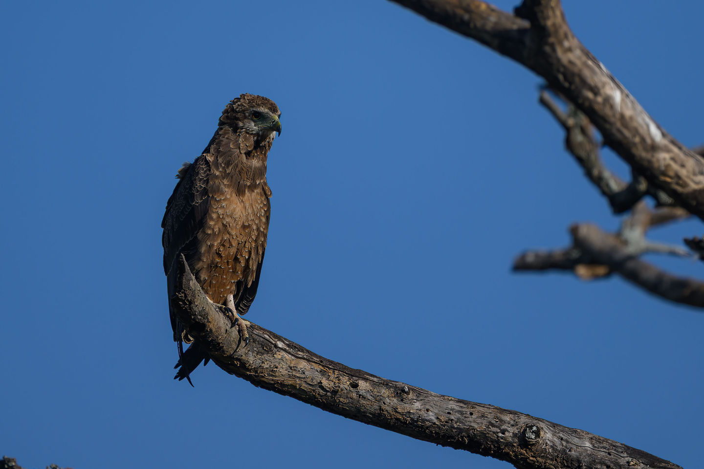Snakeeagle_DSC6759