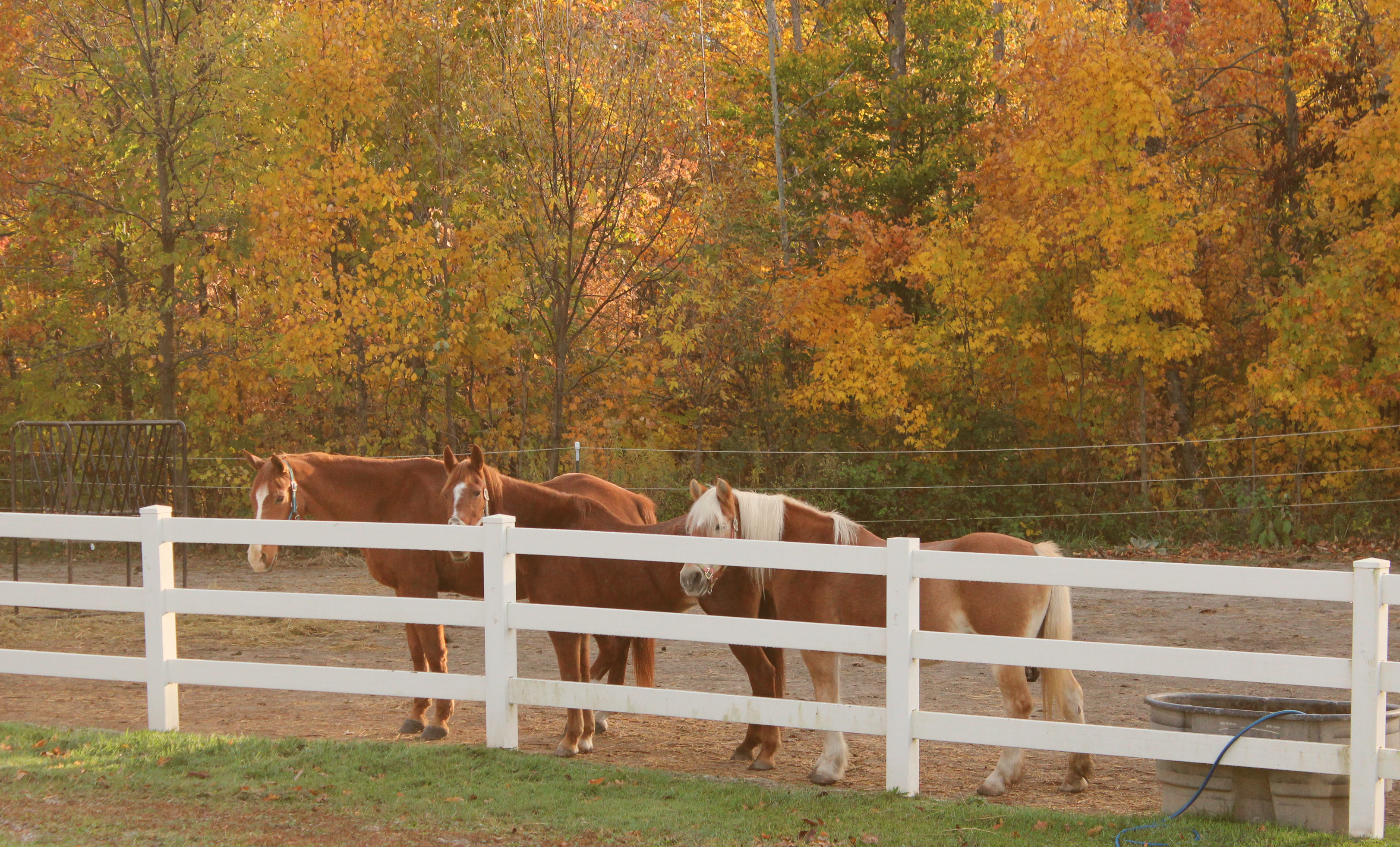 Project HOPE Equine Therapy