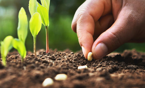 Ir para a Página Projetos de Crédito Rural