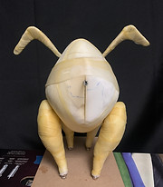 Buffalo body front view
