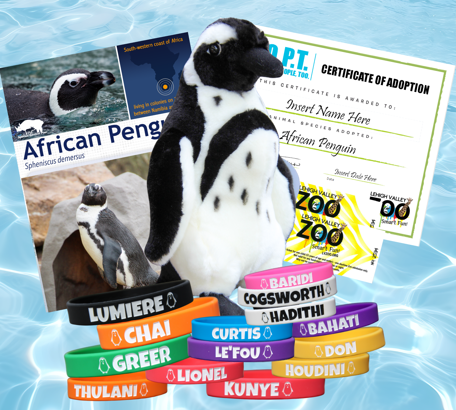 ADOPT An Animal - African Penguin with matching ID bands!