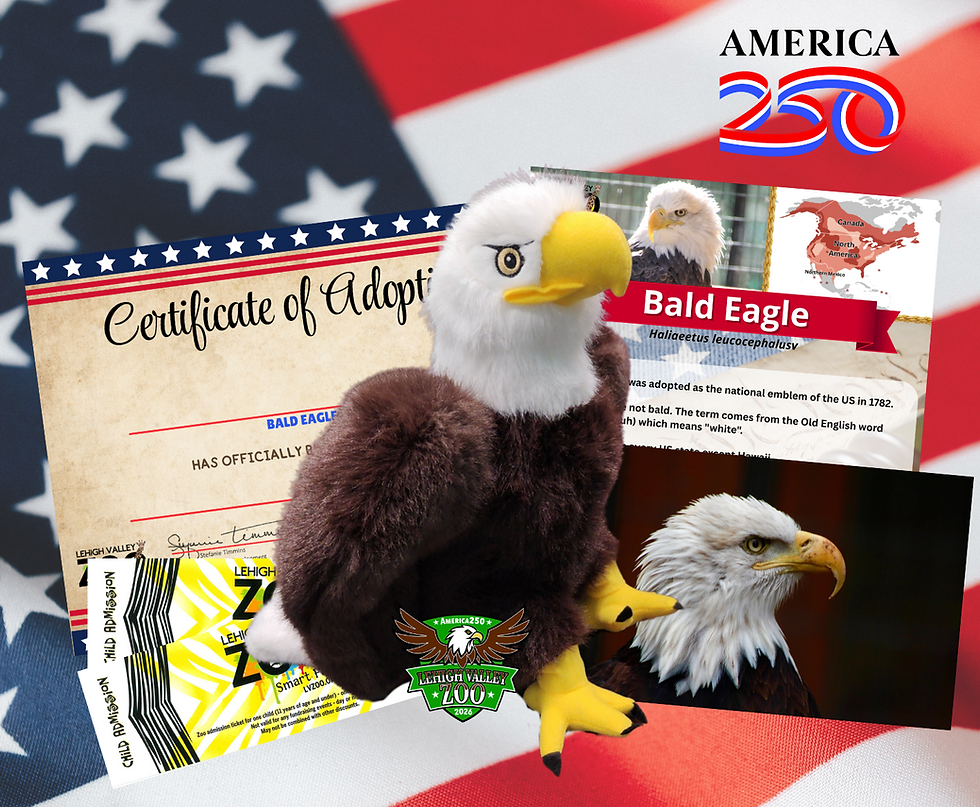 Thumbnail: SPECIAL ADOPT An Animal -Bald Eagle