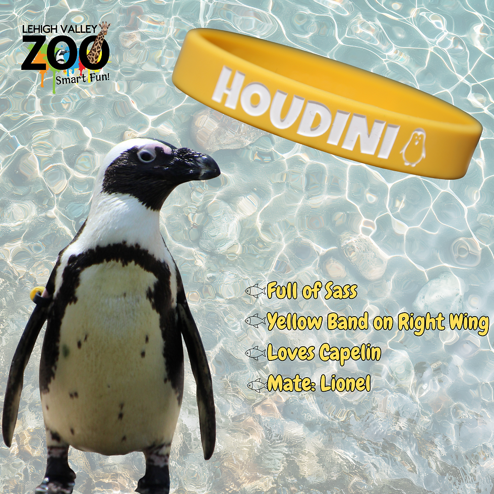 Thumbnail: Penguin ID Bands!