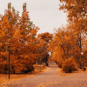 紅葉好去處！賞落羽松天空之鏡 — 香港濕地公園