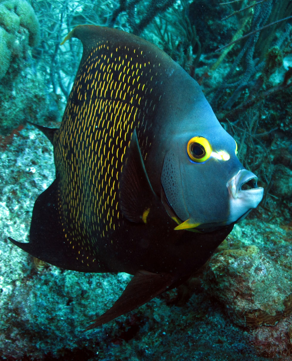 Diving Curacao