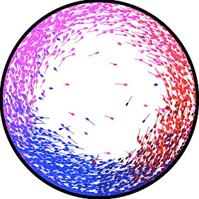 bacteria2.jpg