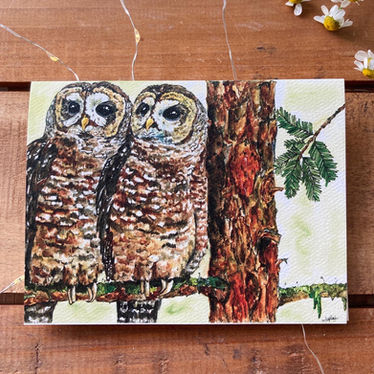 'Northern Spotted Owls' Card