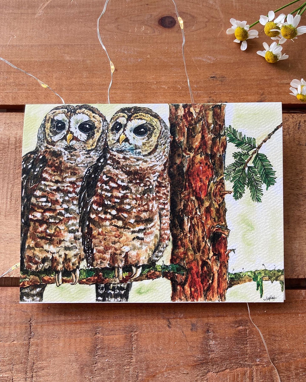 Northern Spotted Owls⎜Animal Card