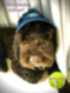 dog.jpeg