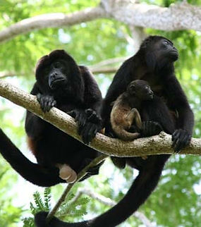 WhatsApp Image 2024-07-02 at 9.02.17 PM (1).jpeg