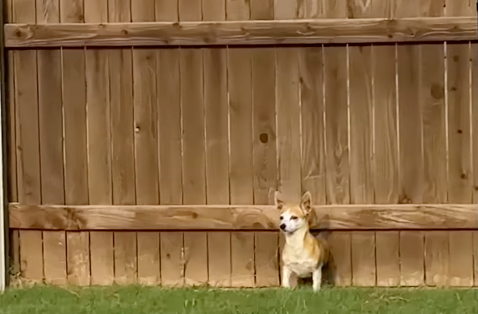 Wet Nose Wednesday: Dog Decides Neighbor Is Her New Family