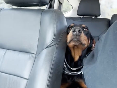 Wet Nose Wednesday: Doberman Adoption Dream Comes True
