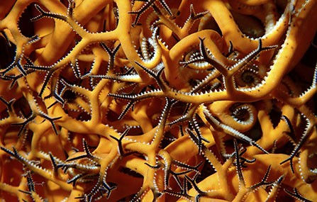 astrophyton orange.jpeg