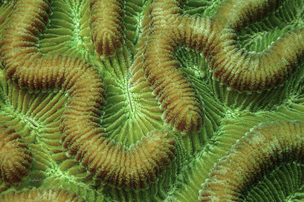 Cervelle de Neptune  photo sous verre Guadeloupe