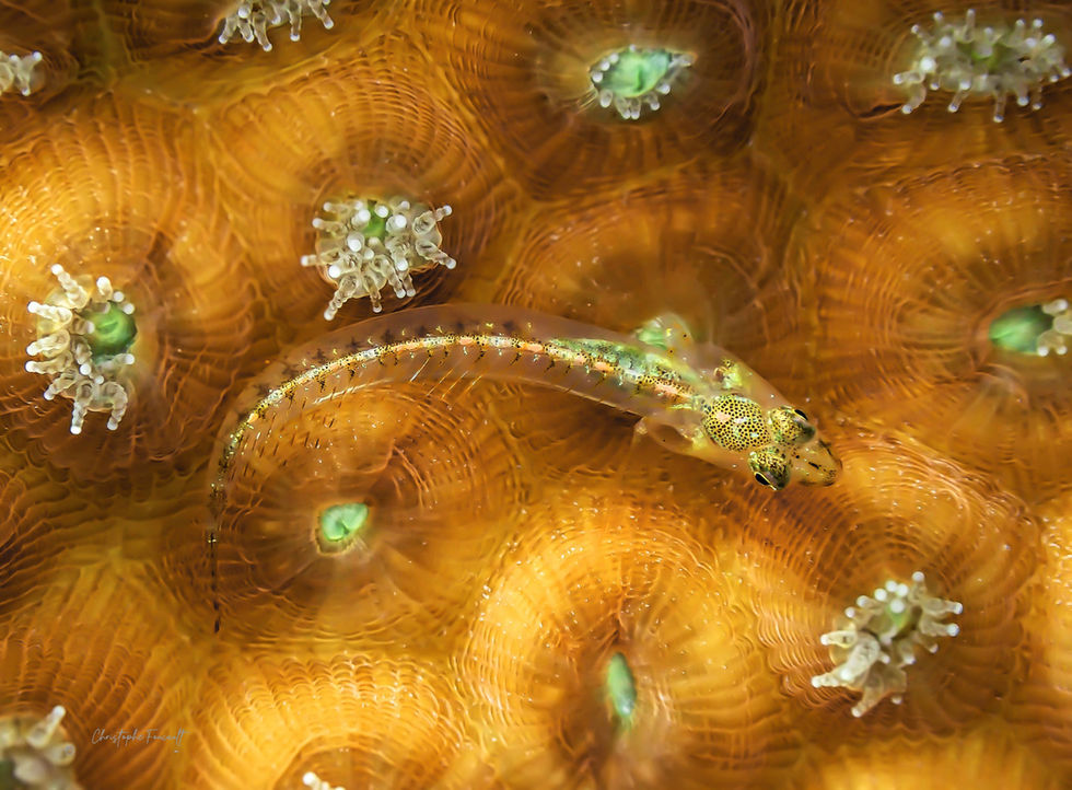 Blenniidae-Perciformes poisson tropical Guadeloupe