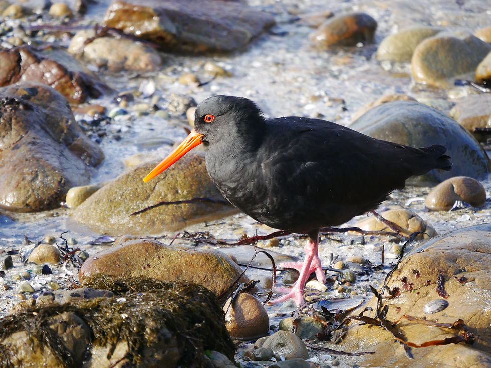 Variable oystercatcher. Photo credit Corinne Bowie.