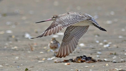 Bar-Tailed Godwit / Kuaka