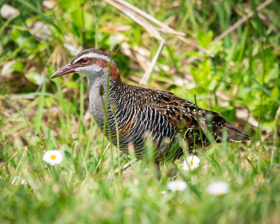 Banded Rail - photo by Corinne Bowie