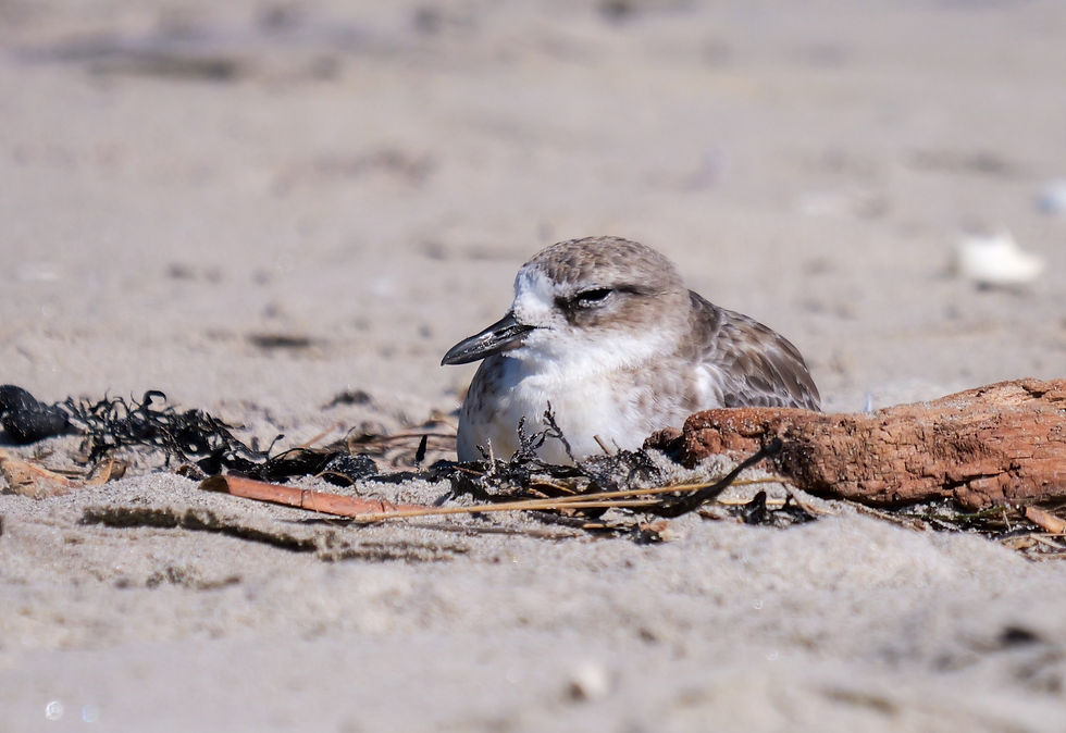 Northern NZ Dotterel. Photo credit Corinne Bowie.