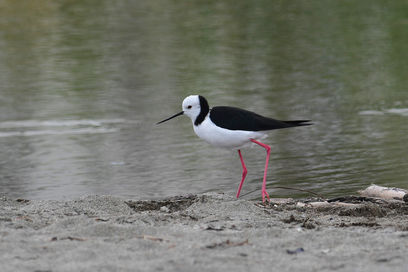 Pied Stilt / Poaka