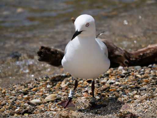 Spotted a bird with bands? You can help tell its story