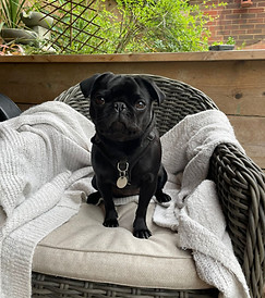 rudy the pug sat on a sofa