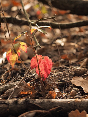 PA318384.jpg