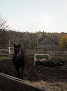 PA318341.jpg