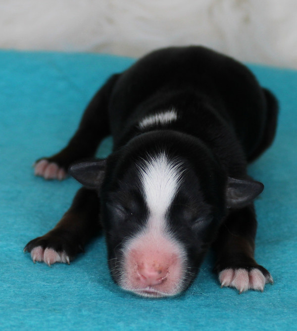 female black tri pup 6.JPG