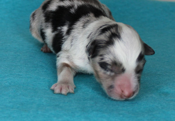 Pup 8 female blue merle.JPG