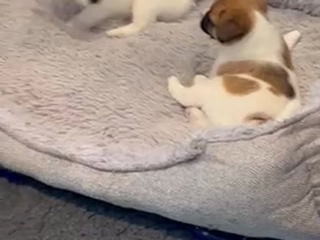 Daphne’s babies are 6 weeks 🥰