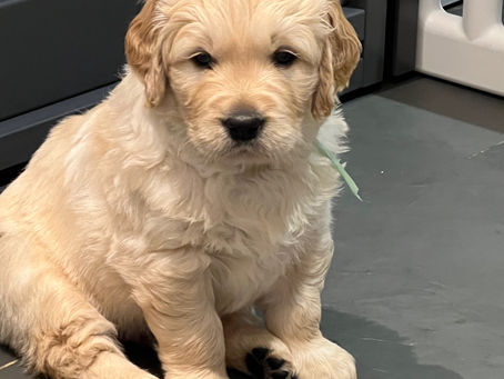 Puppies are 5 weeks old 🥰
