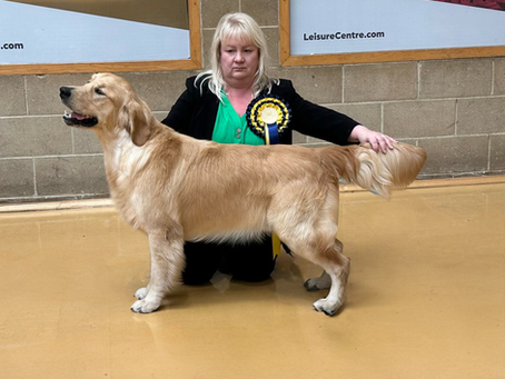 South western golden retriever club championship show 17/3/24